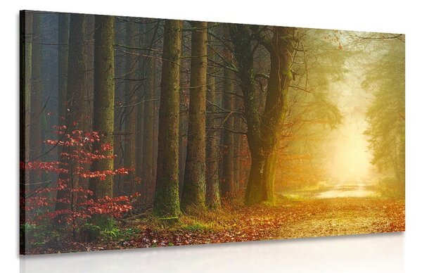 Stampa su tela – Sentiero nella foresta