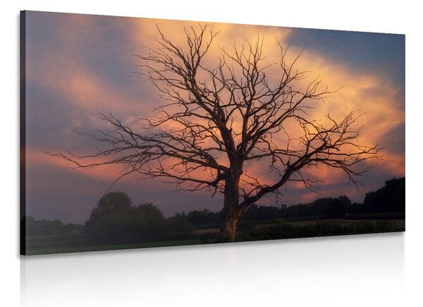 Stampa su tela – Splendido albero sul prato