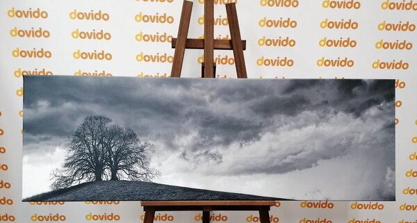 Stampa su tela – Alberi solitari in bianco e nero