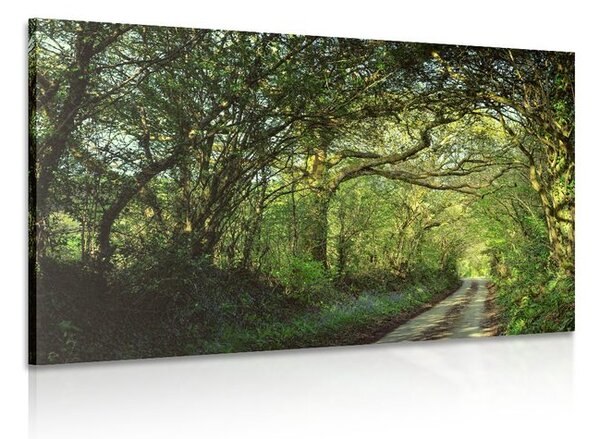 Quadro su tela – Foresta da fiaba