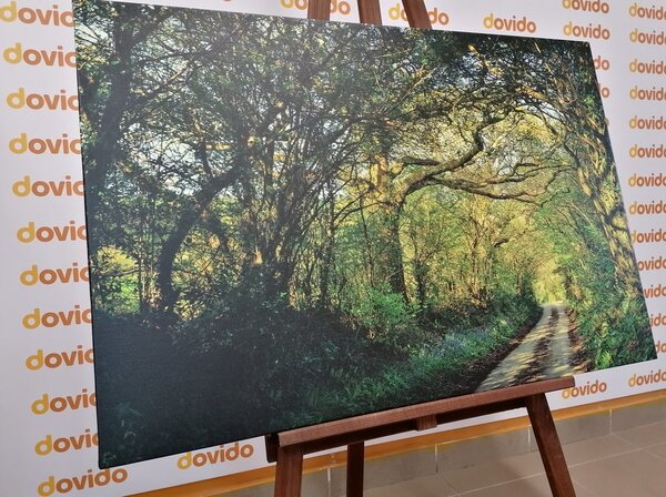 Quadro su tela – Foresta da fiaba