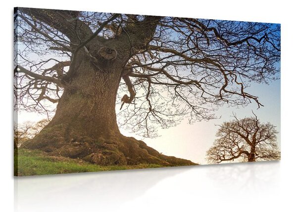 Stampa su tela – Simbiosi degli alberi