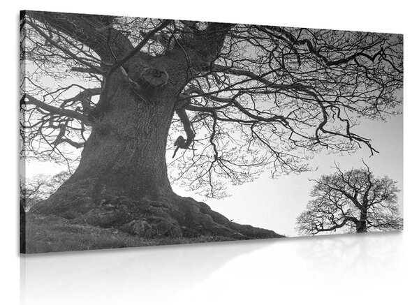 Quadro su tela – Simbiosi degli alberi in bianco e nero