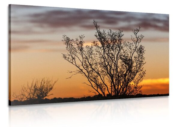 Stampa su tela – Rami al tramonto