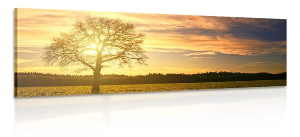 Quadro su tela – Albero solitario