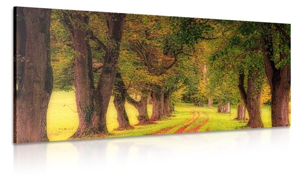 Quadro su tela – Sentiero nella foresta autunnale