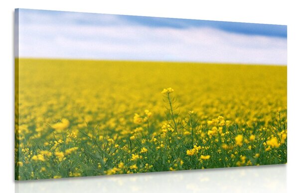 Stampa su tela – Campo giallo