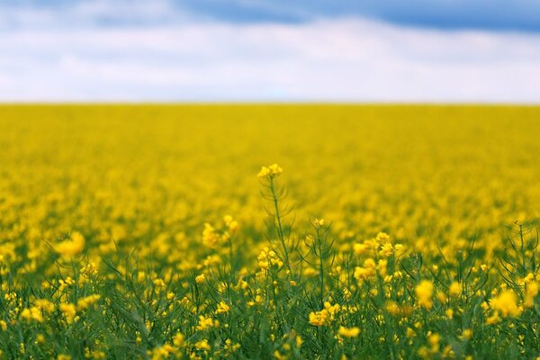 Stampa su tela – Campo giallo