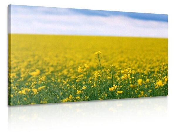 Stampa su tela – Campo giallo