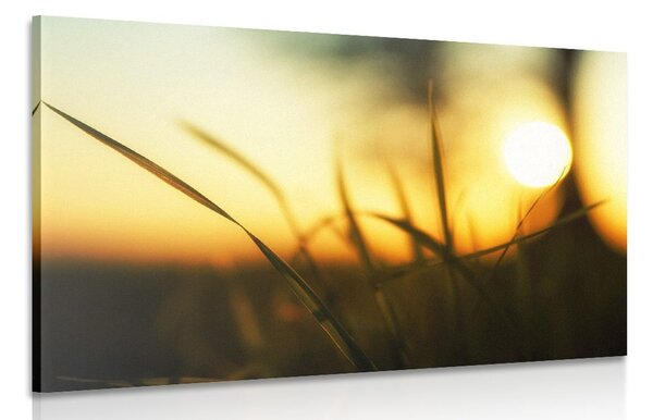 Stampa su tela – Tramonto nell'erba