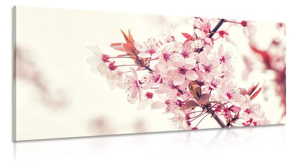 Quadro su tela – Fiori rosa di ciliegio