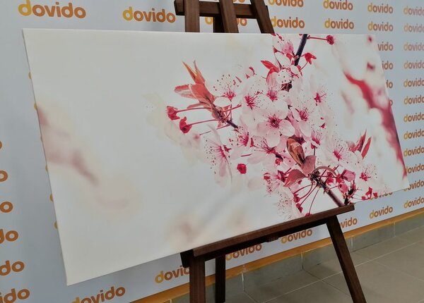 Quadro su tela – Fiori rosa di ciliegio