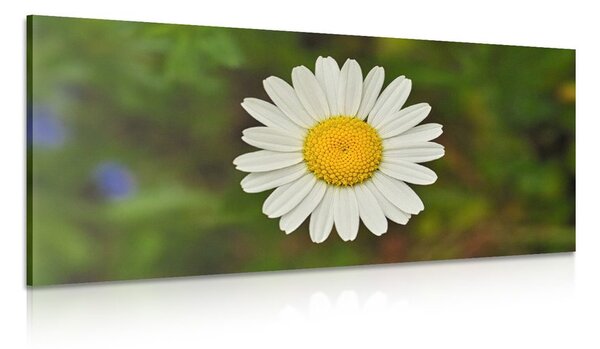 Quadro su tela – Fiore di margherita