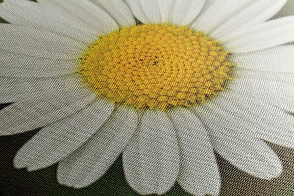 Quadro su tela – Fiore di margherita