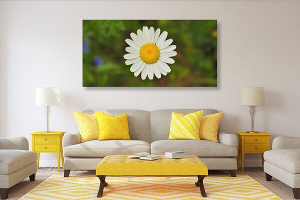 Quadro su tela – Fiore di margherita