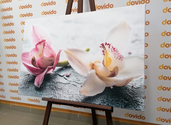 Stampa su tela – Due fiori colorati di orchidea
