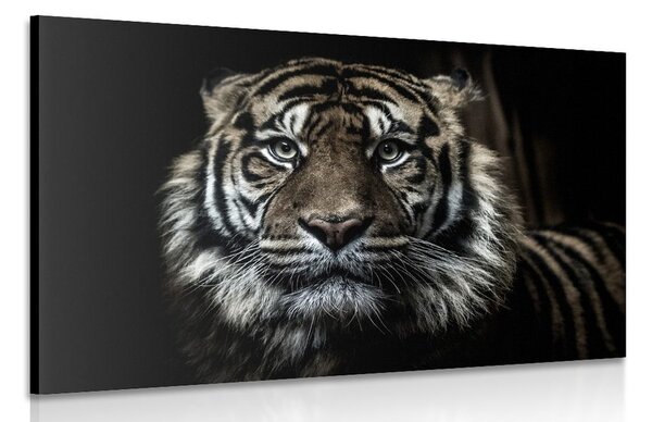 Stampa su tela – Tigre
