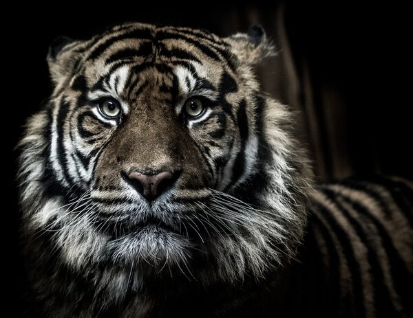 Stampa su tela – Tigre