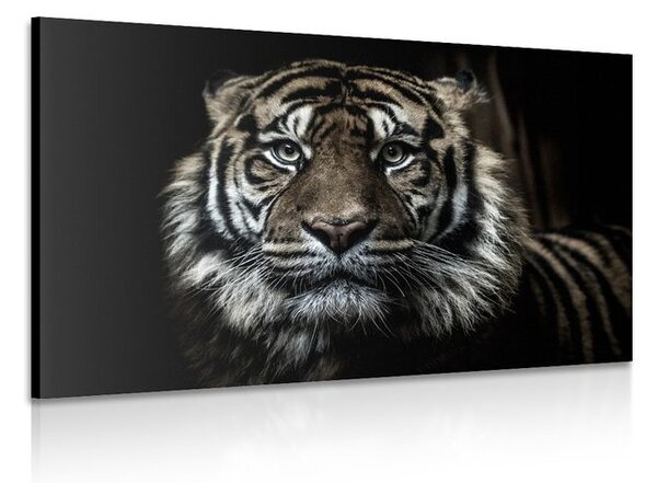 Stampa su tela – Tigre