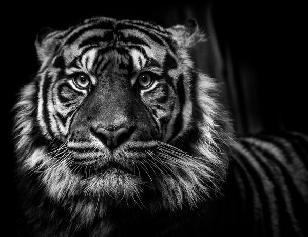 Quadro su tela – Tigre in bianco e nero