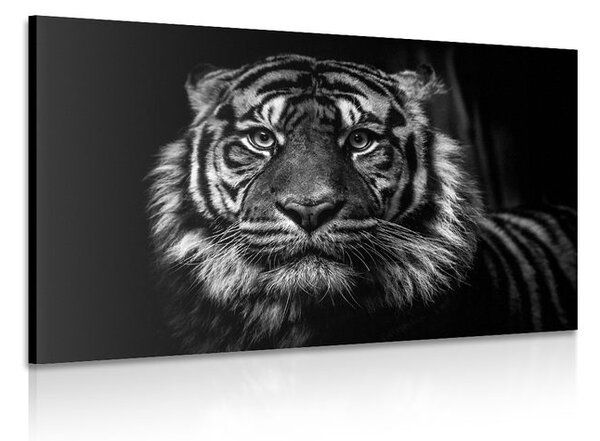 Quadro su tela – Tigre in bianco e nero
