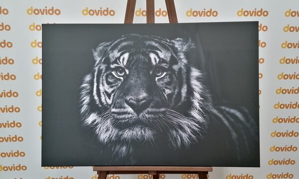 Quadro su tela – Tigre in bianco e nero