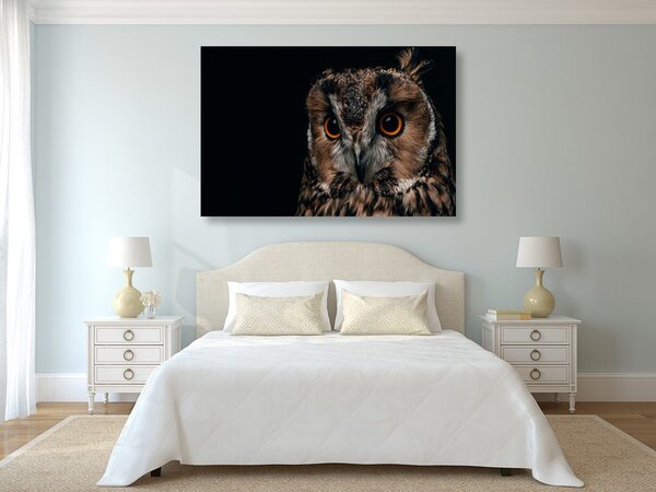 Quadro su tela – Gufo