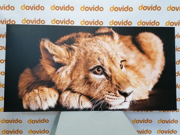 Quadro su tela – Cucciolo di leone