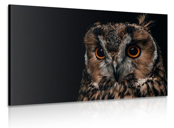 Quadro su tela – Gufo