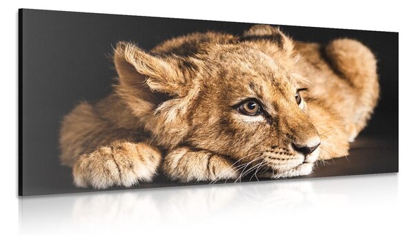 Quadro su tela – Cucciolo di leone