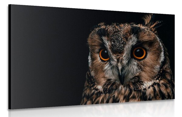 Quadro su tela – Gufo