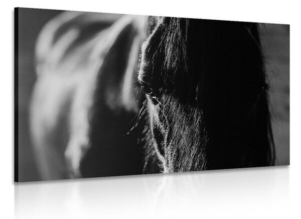 Quadro su tela – Cavallo maestoso in bianco e nero