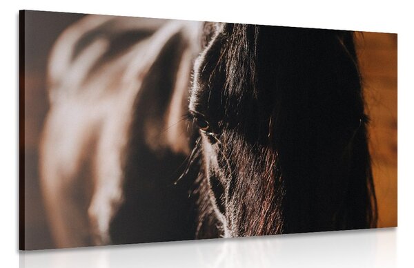 Stampa su tela – Cavallo maestoso