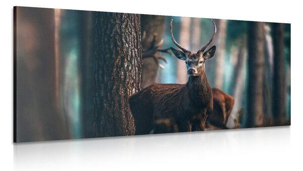 Quadro su tela – Cervo nel bosco