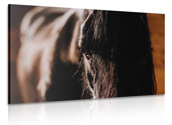 Stampa su tela – Cavallo maestoso