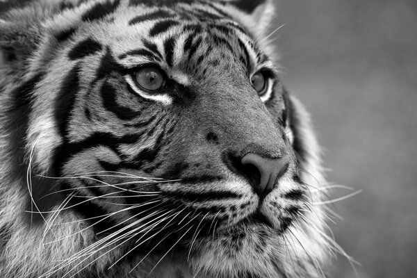 Stampa su tela – Tigre del Bengala in bianco e nero