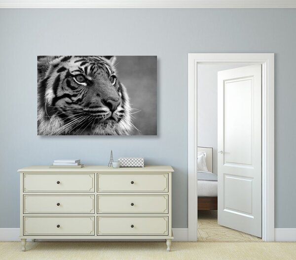 Stampa su tela – Tigre del Bengala in bianco e nero