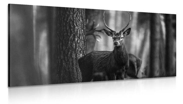 Stampa su tela – Cervo nel bosco in bianco e nero
