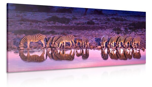 Quadro su tela – Zebre in safari
