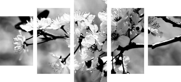 Quadri 5 pezzi – Fiore di ciliegio in bianco e nero