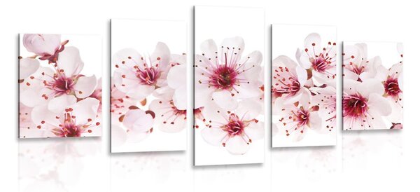 Quadri 5 pezzi – Fiori di ciliegio
