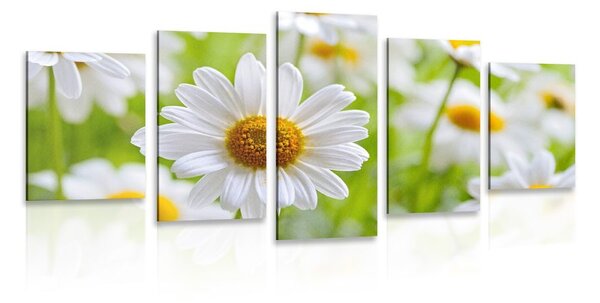 Quadri 5 pezzi – Prato primaverile pieno di fiori