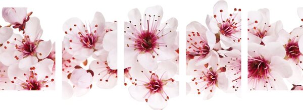 Quadri 5 pezzi – Fiori di ciliegio