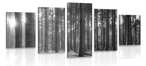 Quadri 5 pezzi – Mattina nella foresta in bianco e nero