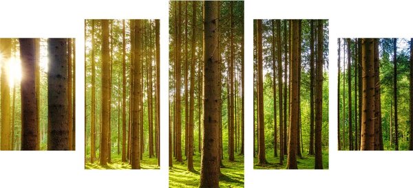 Quadri 5 pezzi – Mattina nella foresta