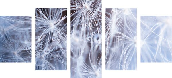 Quadri 5 pezzi – Macro dente di leone