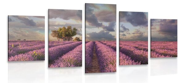 Quadri 5 pezzi – Terra dei campi di lavanda