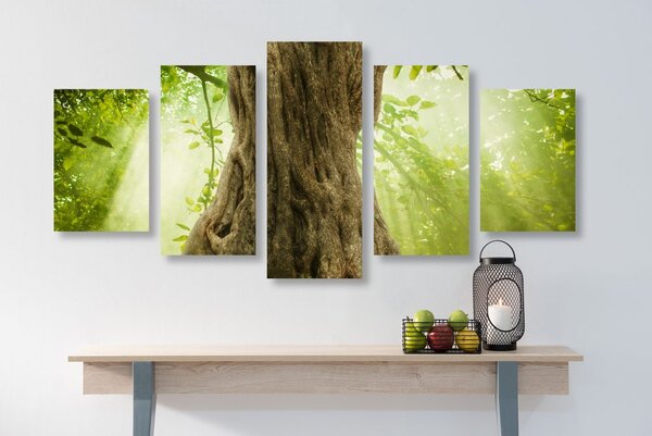 Quadri 5 pezzi – Radice dell'albero