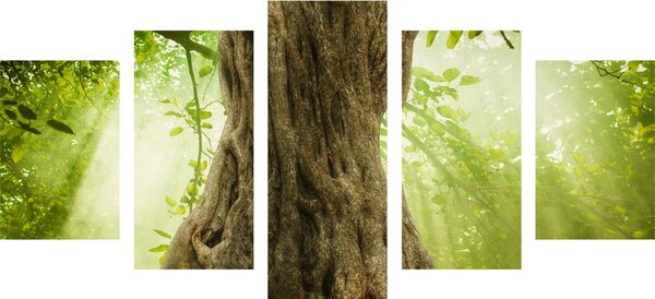 Quadri 5 pezzi – Radice dell'albero