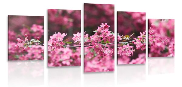 Quadri 5 pezzi – Fiore di ciliegio dettagliato